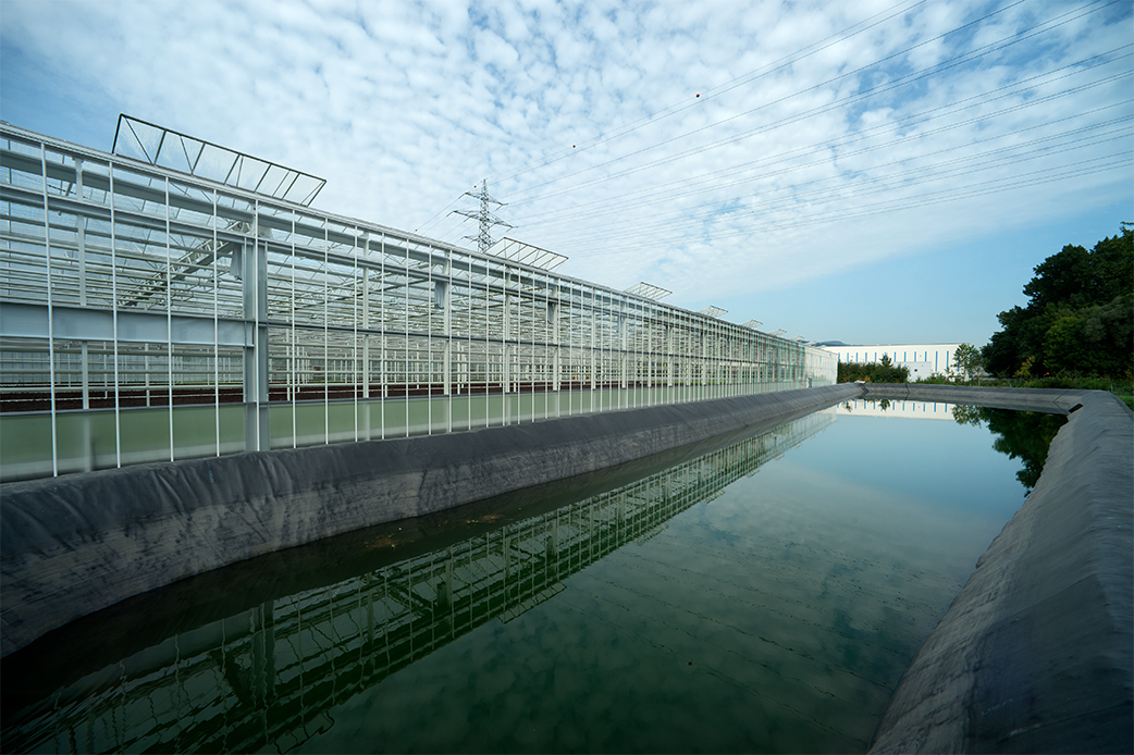 FORSTER Salatgarten AG